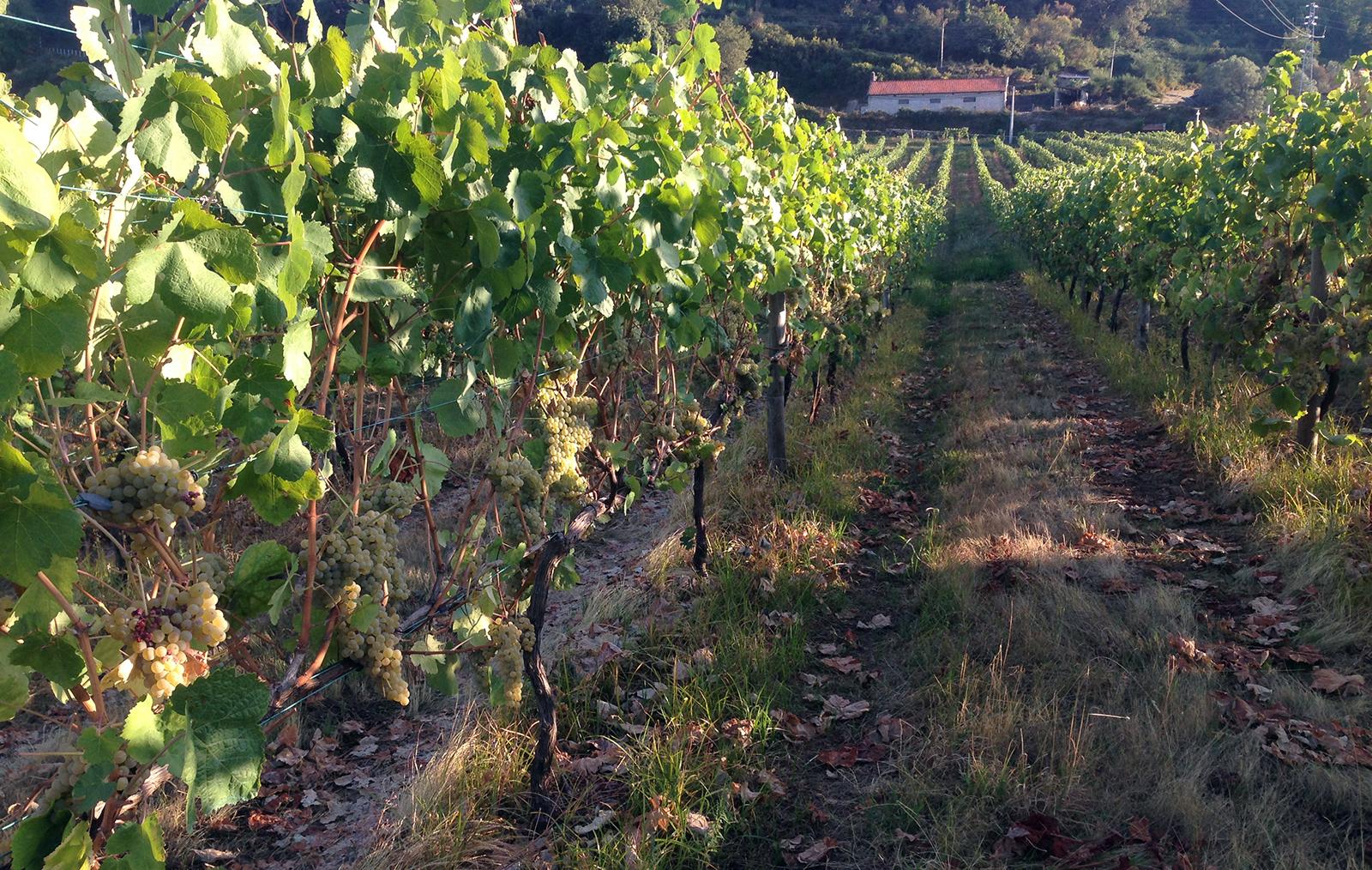 Vinhos portugueses:  o que os distingue